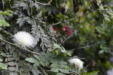 Thekkady, Abrahams Spice Garden,_DSC7196_H600